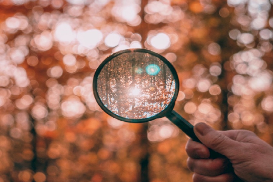 The Importance of Professional Tree Inspection Prior to Tree Removal