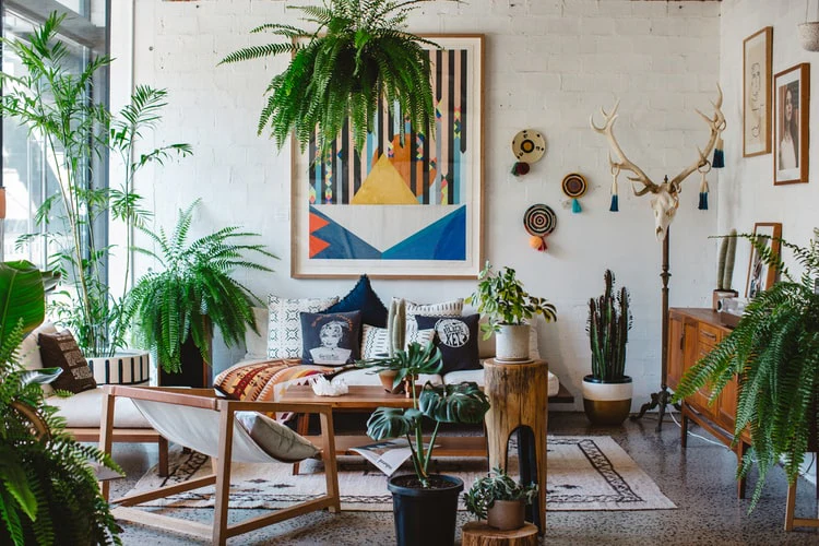 House Plants & Area Rugs